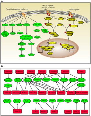 Ubiquitination in Scleroderma Fibrosis and Its Treatment